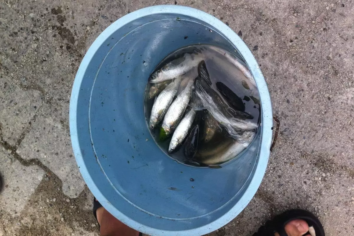 Ünye\'de Su Ürünleri Denetimleri