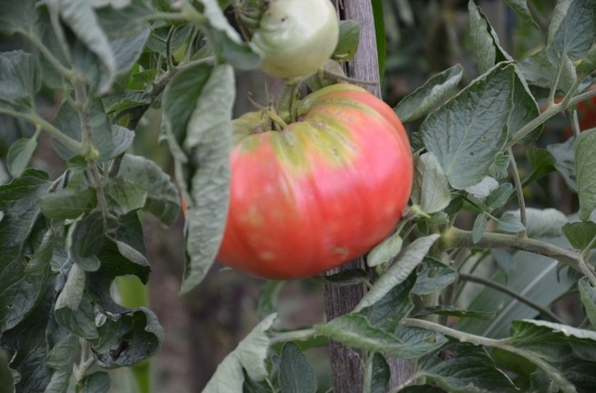 Fatsa\'da Bahçesinde Dev Domates Yetiştirdi