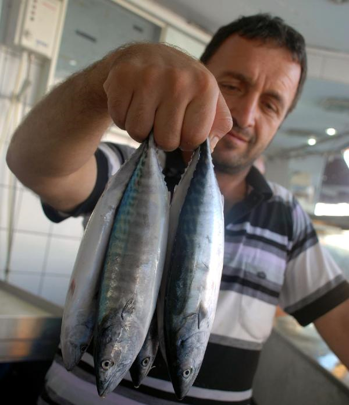 Çingene Palamudu Oltalara Takıldı
