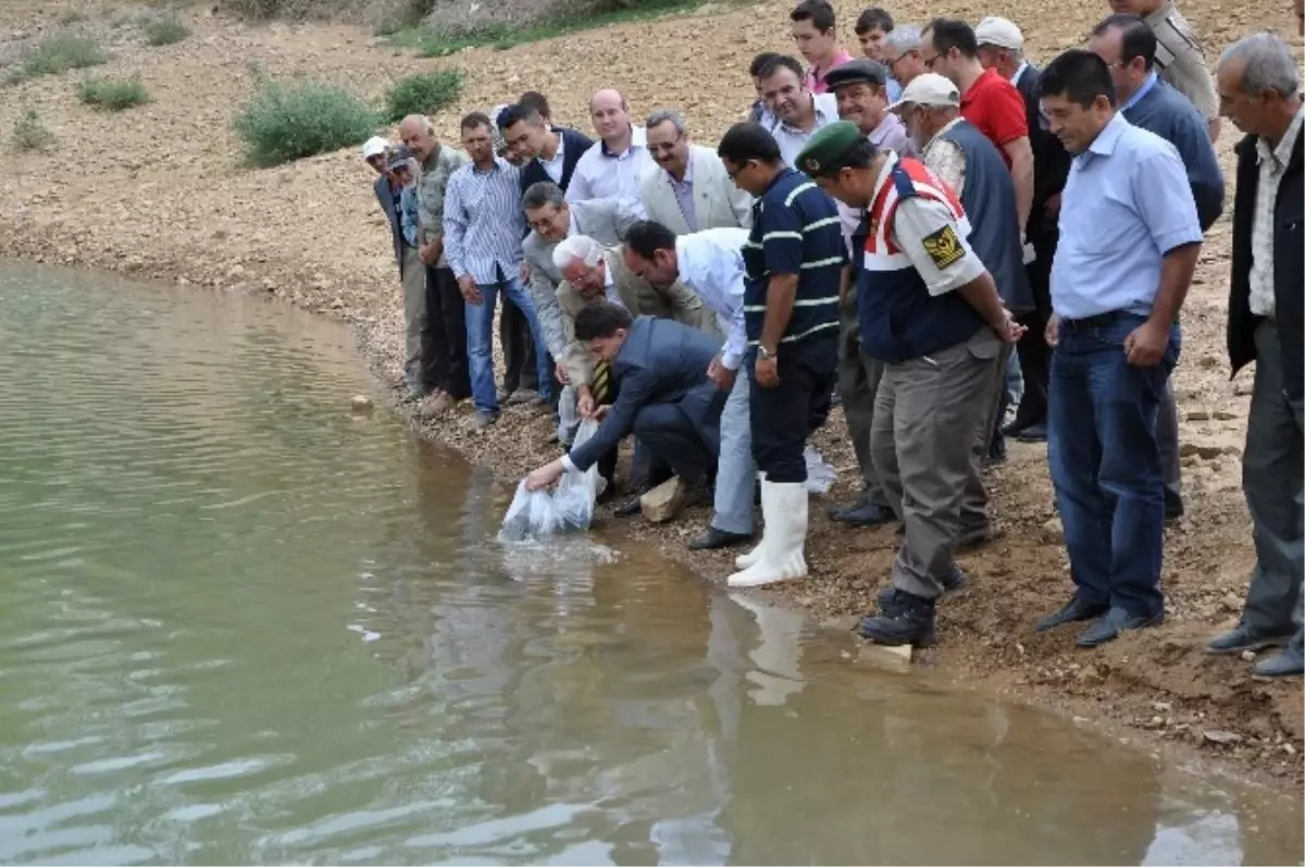Ender Muhammed Gümüş: Kütahya\'daki Baraj ve Göletler Yavru Balığa Doydu