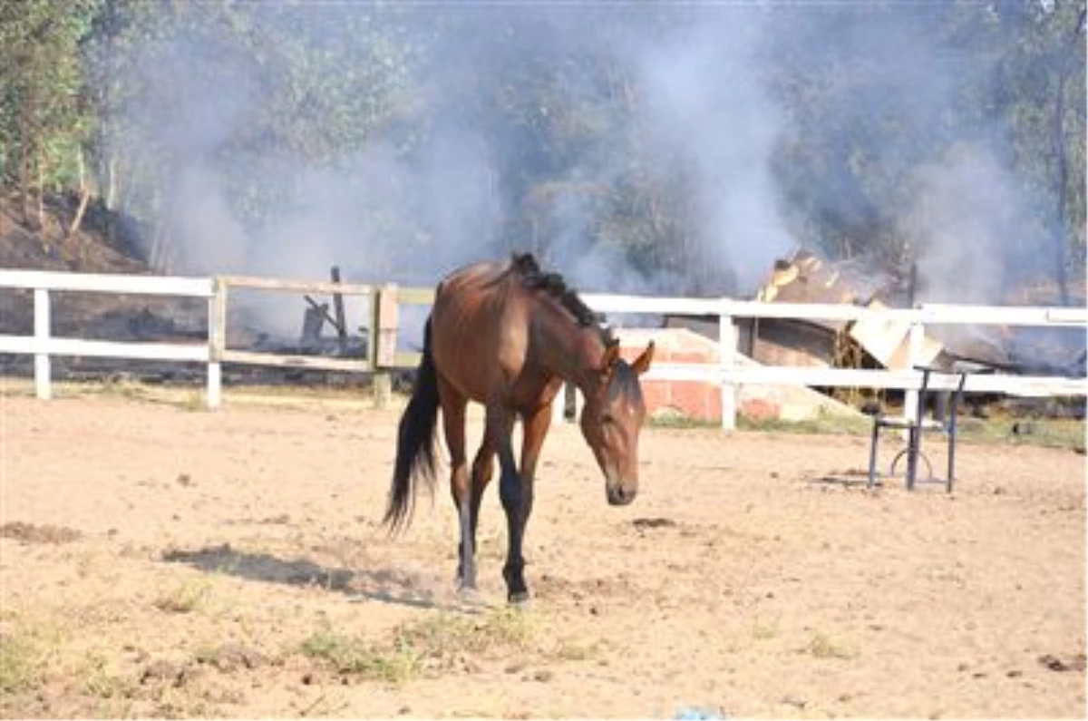 Kayseri\'de Şampiyon Atların Çiftliğinde Yangın
