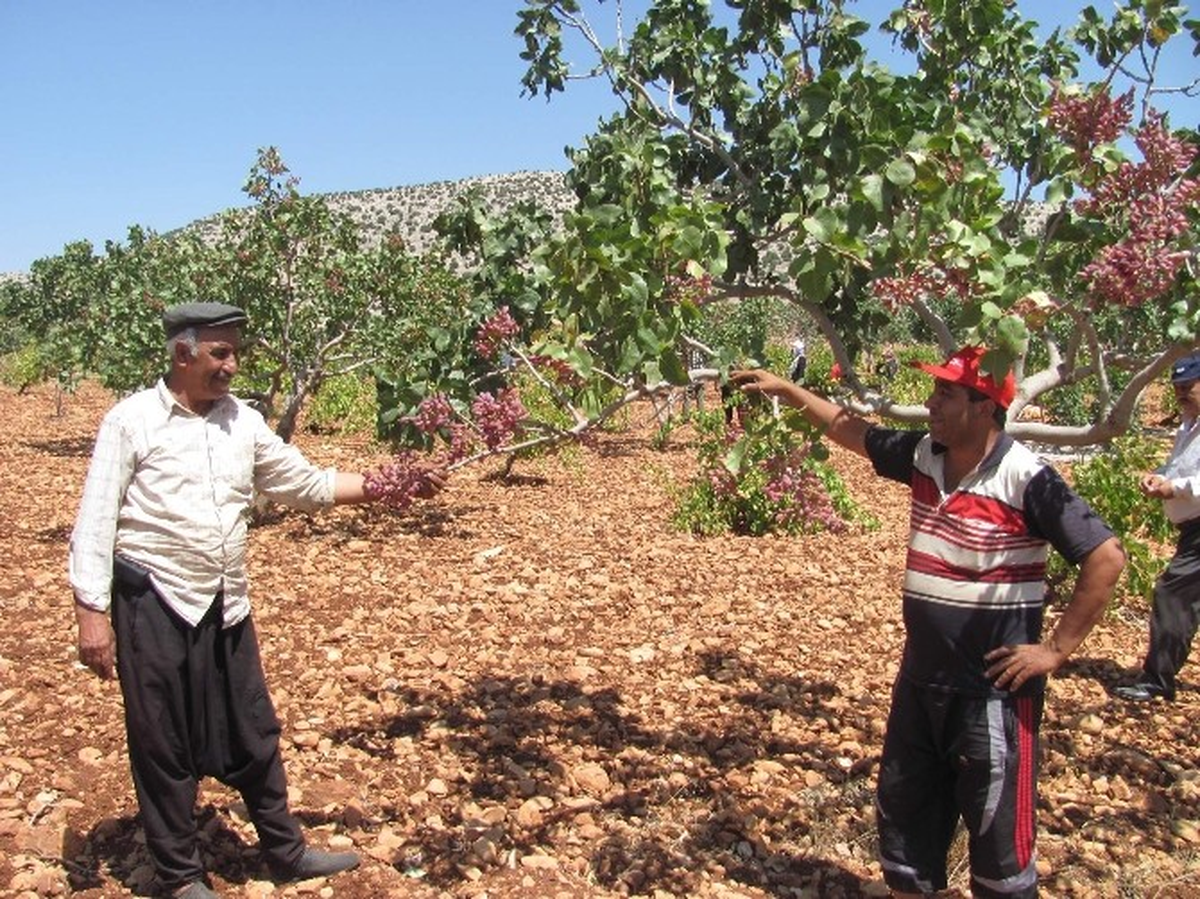 Antep Fıstığı Üreticileri Hasadın Az Olmasından Tedirgin