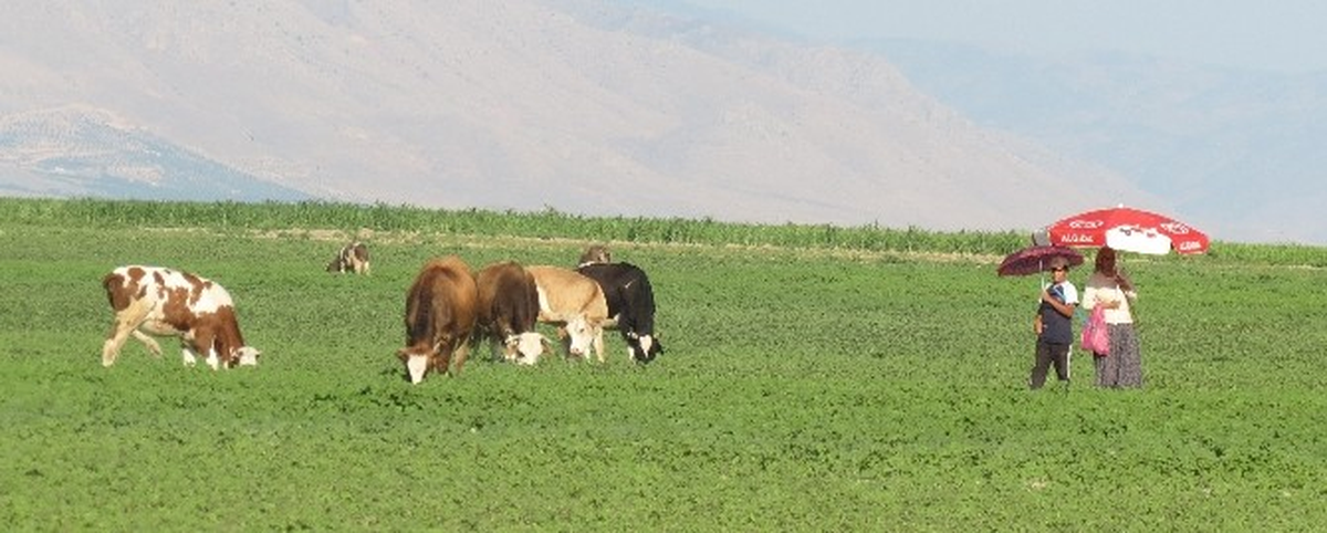 Şemsiyeli Çobanlar
