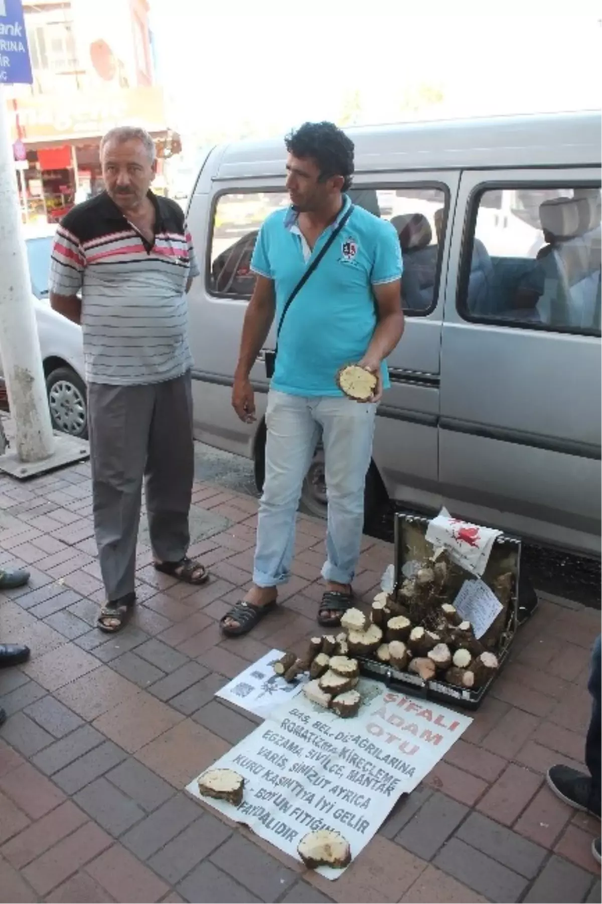 Şifalı Adam Otu Sokaklarda Şifa Dağıtıyor