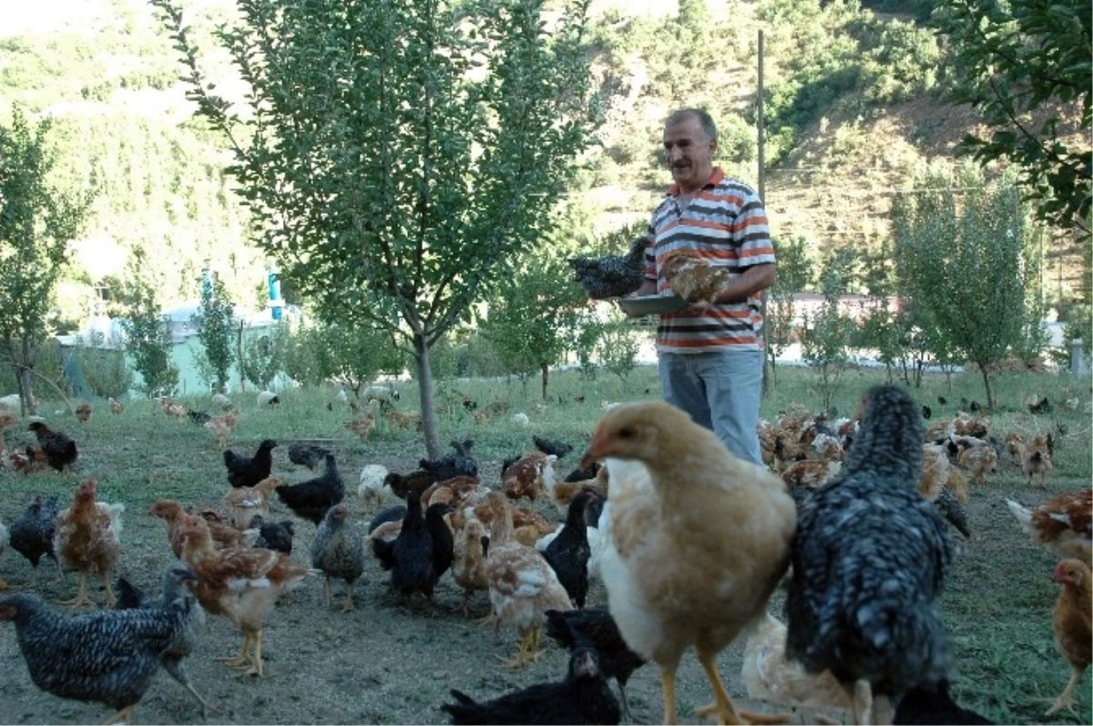 Çatak\'ta Emekli Bankacı Organik Tavuk Çiftliği Kurdu