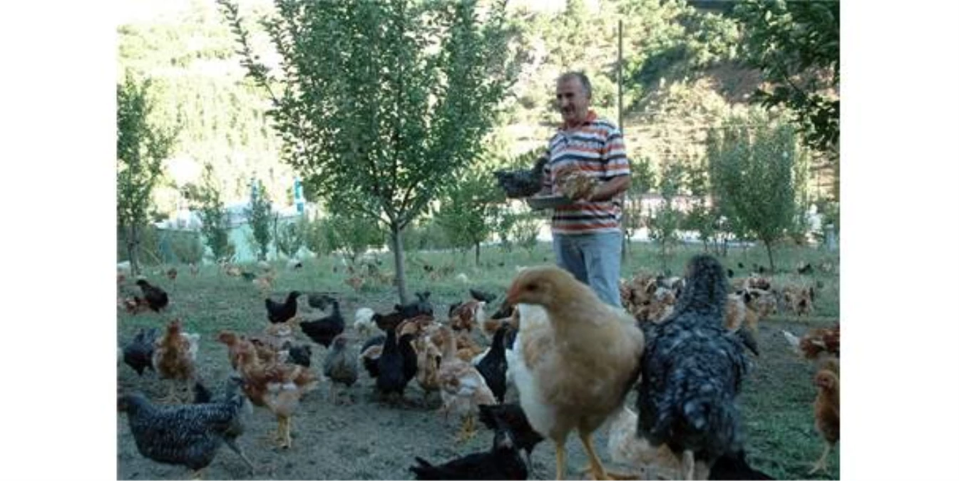 Çatak\'ta Organik Tavuk Çiftliği Kuruldu