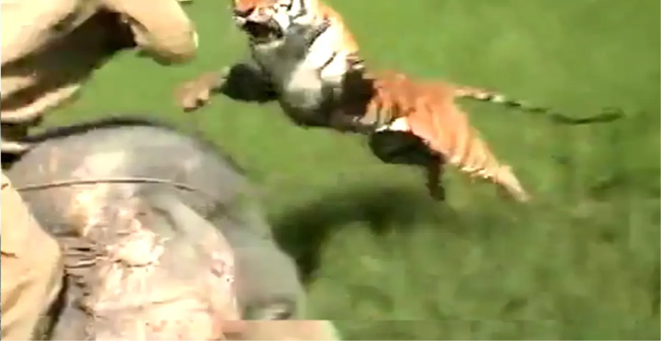 Kaplan, Filin Üzerindeki Adama Saldırdı