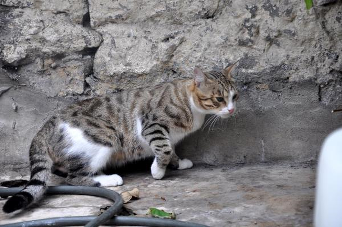 Komşuların Kedi Kavgası Karakolda Bitti
