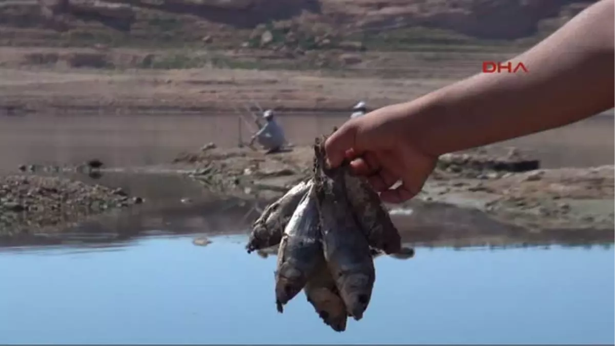 Baraj Suları Çekildi, Balık Ölümleri Başladı
