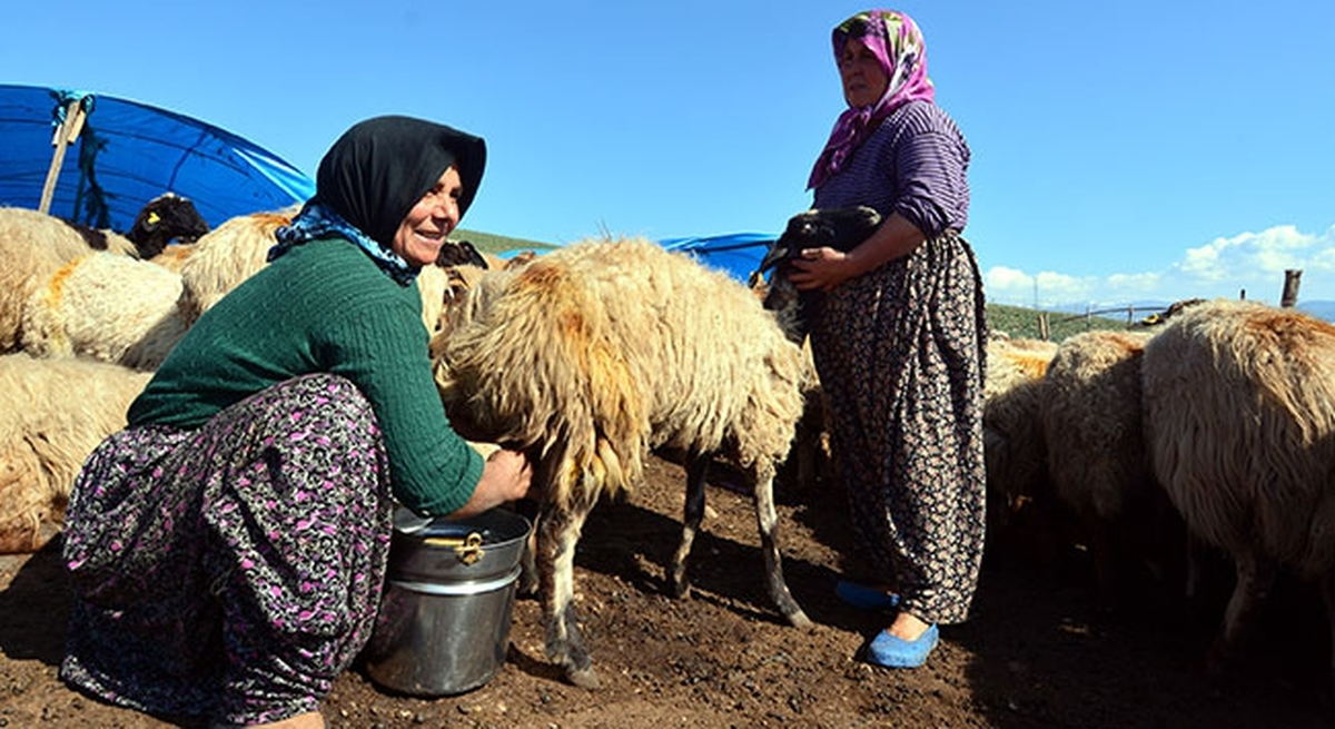 Yörükler Kahramanmaraş'ta Yerleşik Hayata Geçti