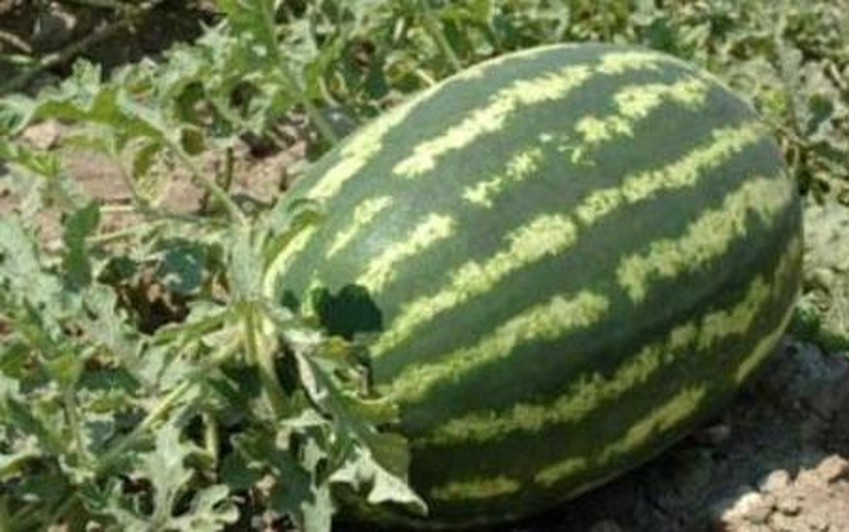 Erciyes\'in Eteklerinde Diyarbakır Karpuzu Yetiştiriyor