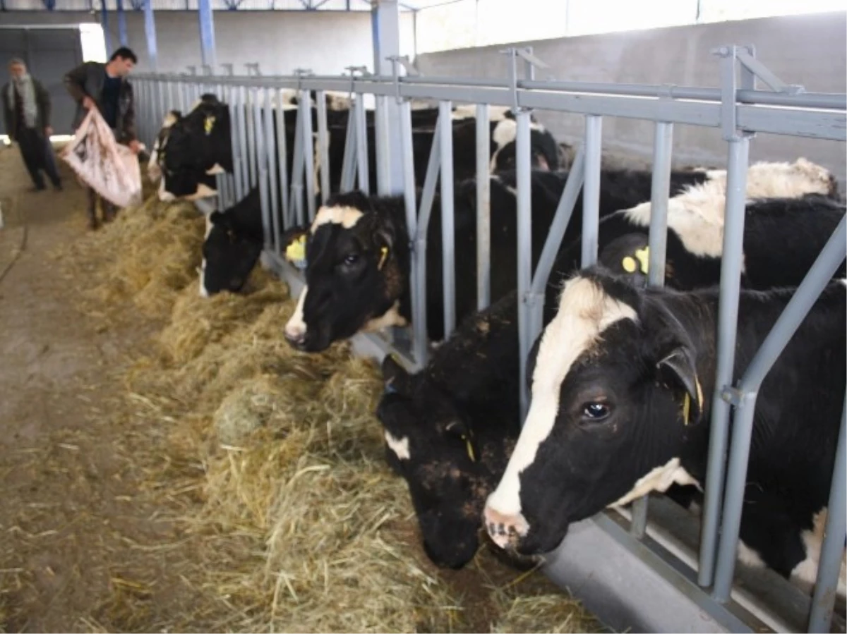 Erdemli\'de Süt Üretimi Düştü