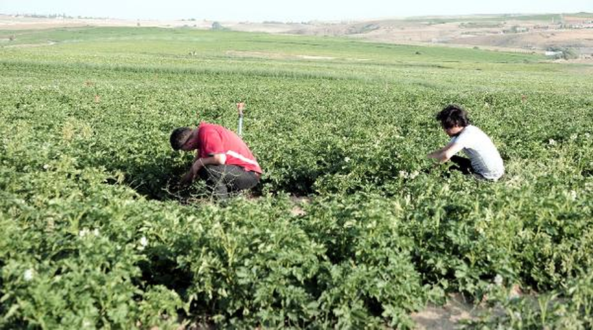 Yozgat\'ta Tarım Alanlarına Pancar Yerine Patates