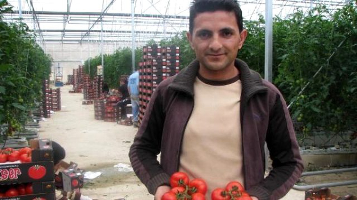 Yozgat\'tan Büyükşehirlere Hormonsuz Domates