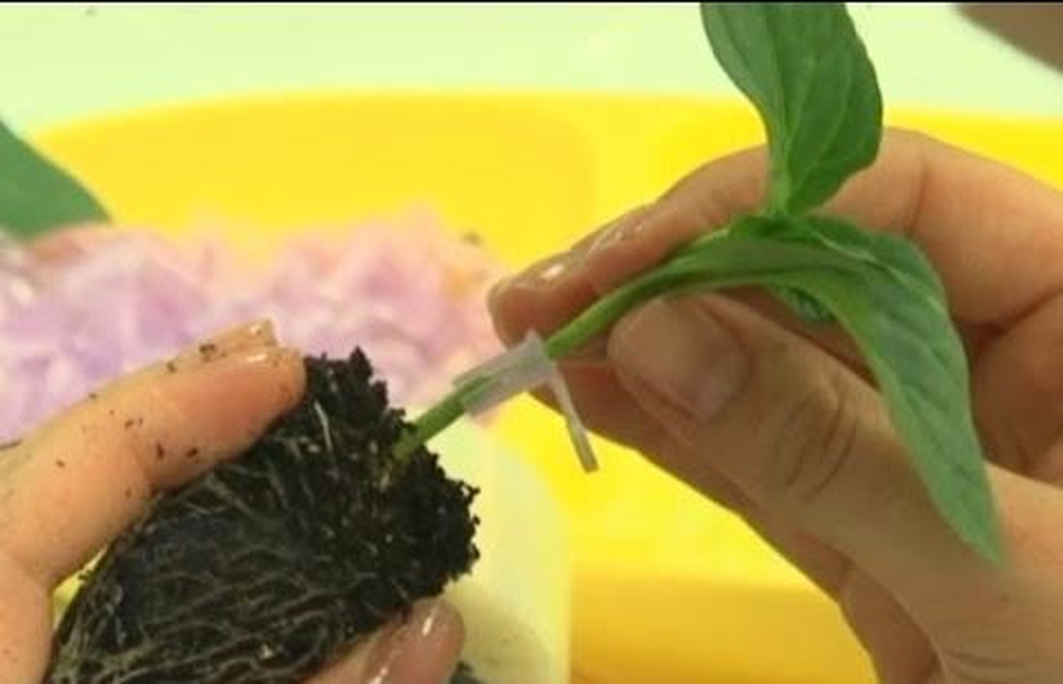 Bulgar Akademisyene Tarım Eğitimi Verildi