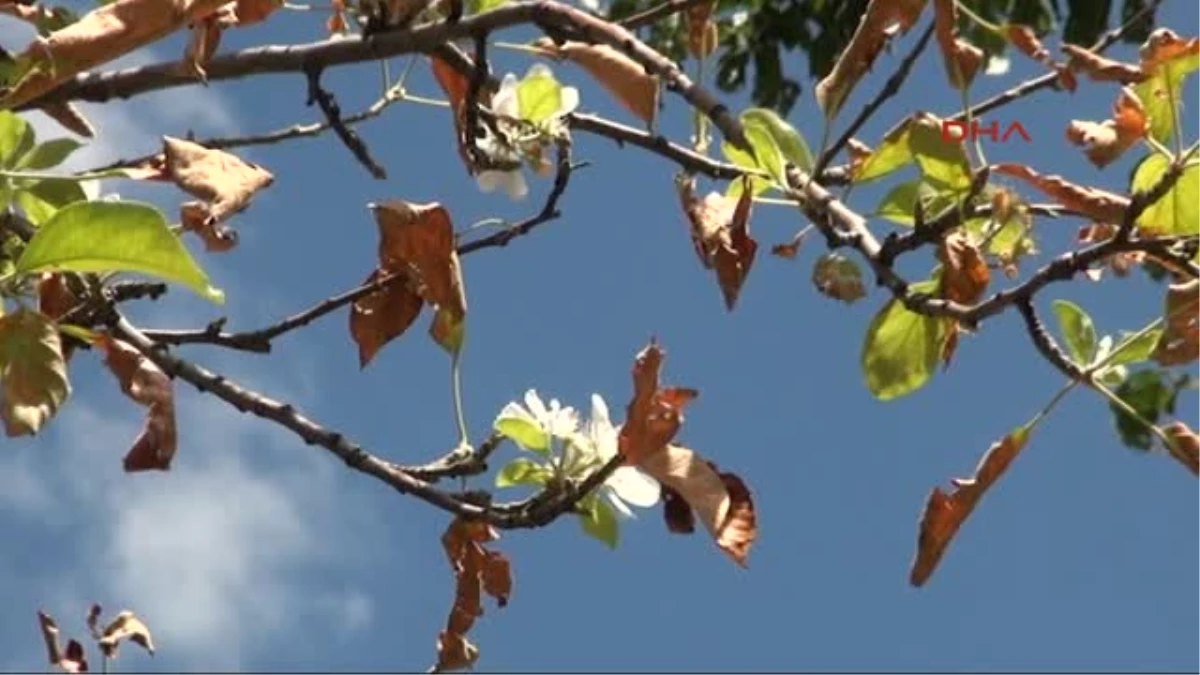 Elma Ağacı Vakitsiz Çiçek Açtı