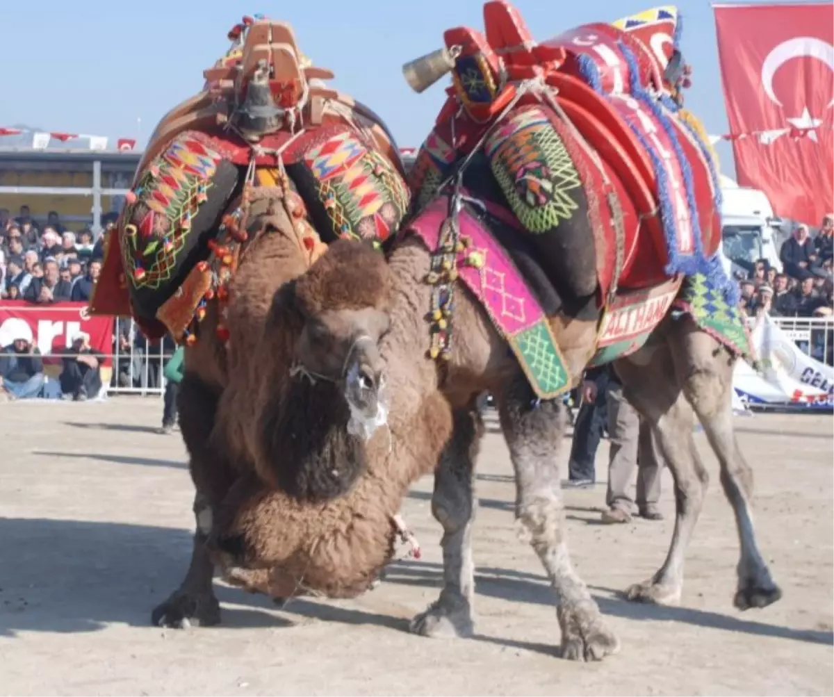 Güreşler Öncesi Develere Özel Bakım