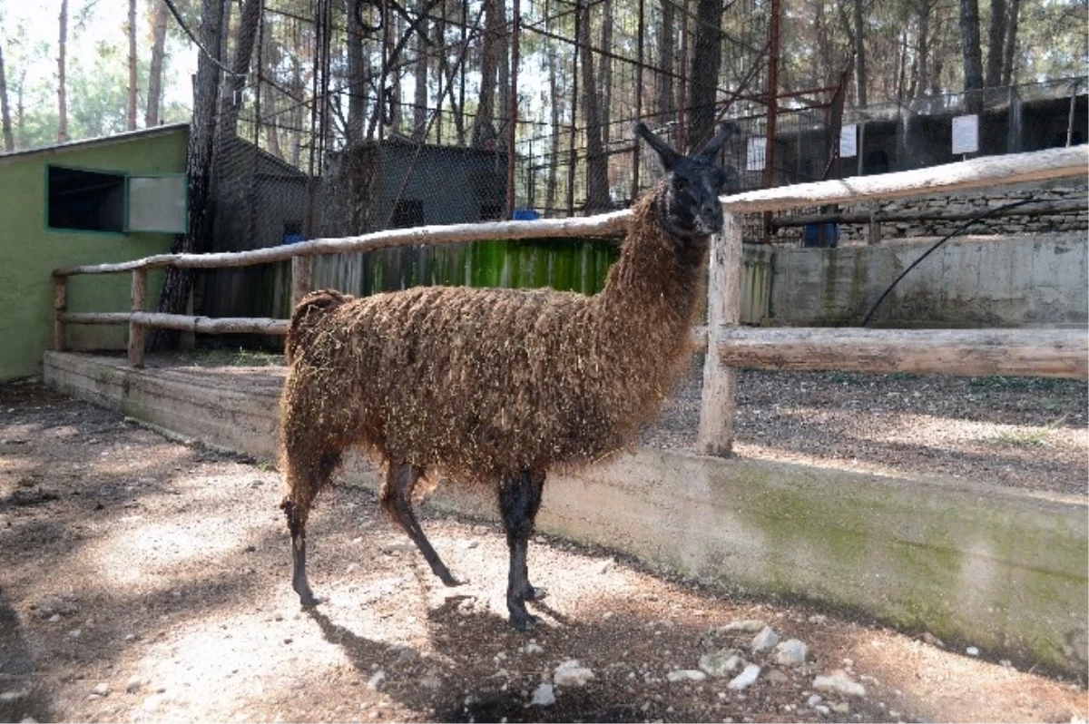 Hayvanat Bahçesinin Yeni Üyesi "Burcu", İlgi Odağı Oldu