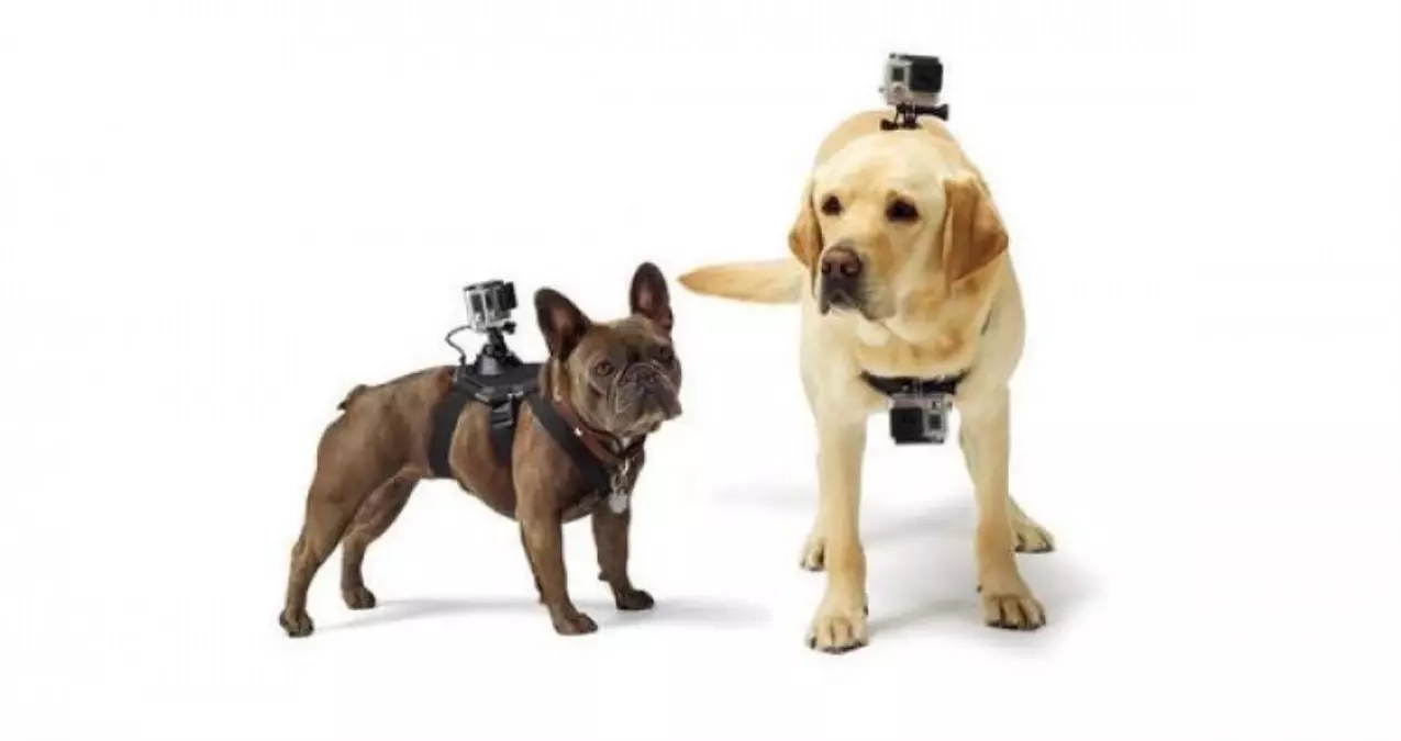 Köpekler İçin Gopro ; Fetch