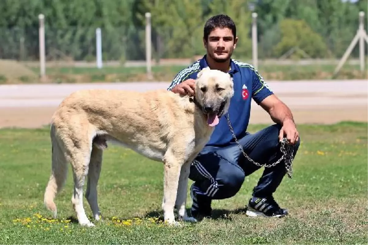 Altın Madalya Kazanıp, Abisinin Düğünde Takacağını Açıkladı