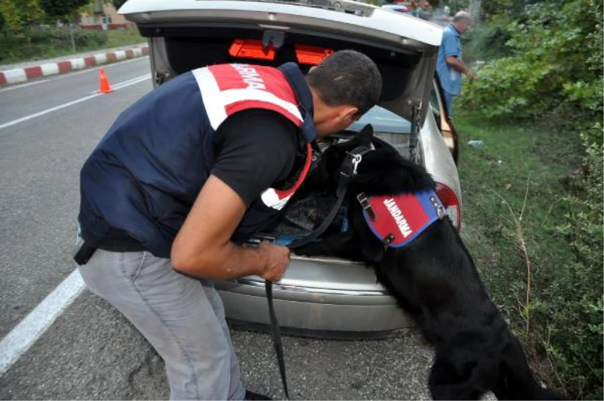 Narkotik Köpeği \'Dalga\' Bartın\'da Göreve Başladı