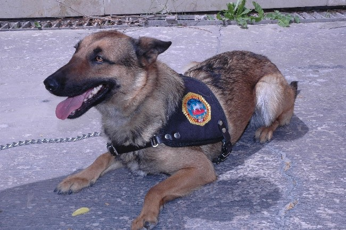 Yeni Göreve Başlayan Narkotik Köpeği \'Dalga\' Arama Yaptı