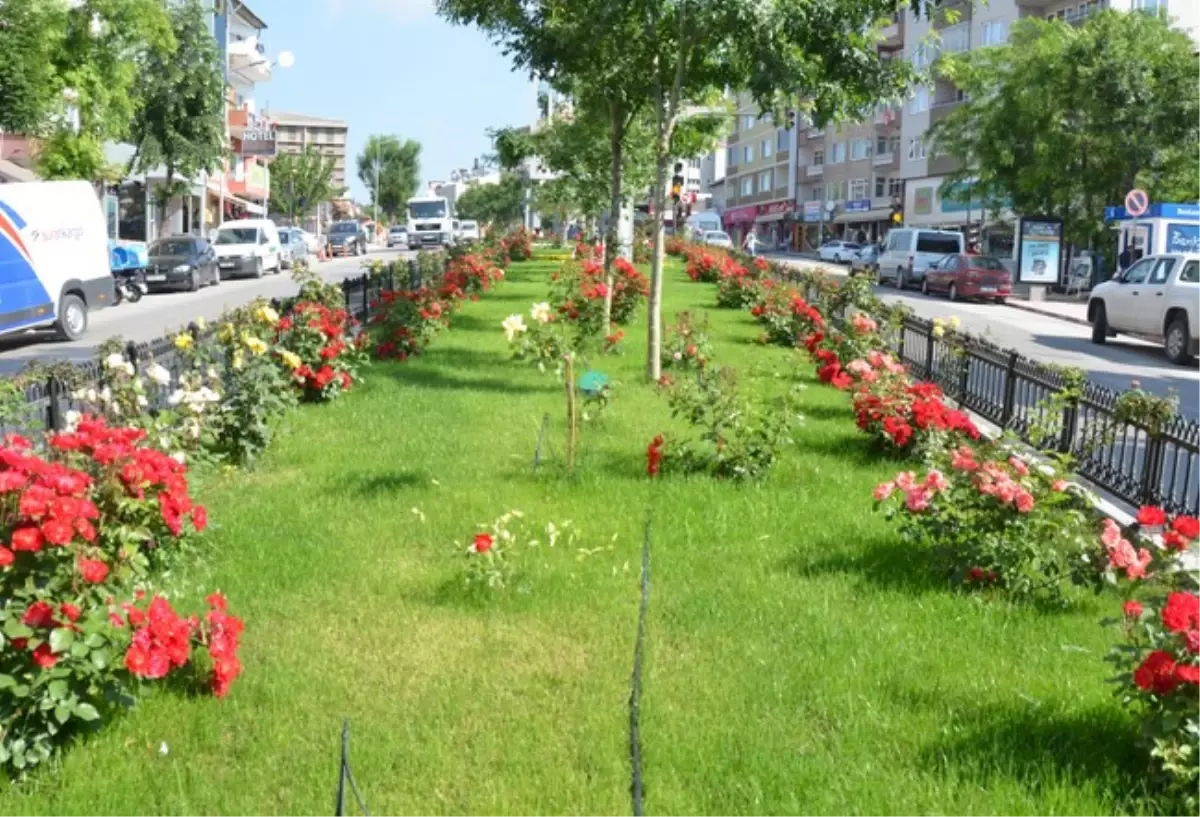 Bilecik Belediyesi Park ve Bahçeler Müdürlüğü\'nden Güzel Çalışmalar