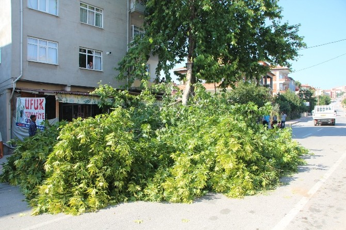 Bilecik\'te Otomobilin Üstüne Ağaç Dalı Devrildi