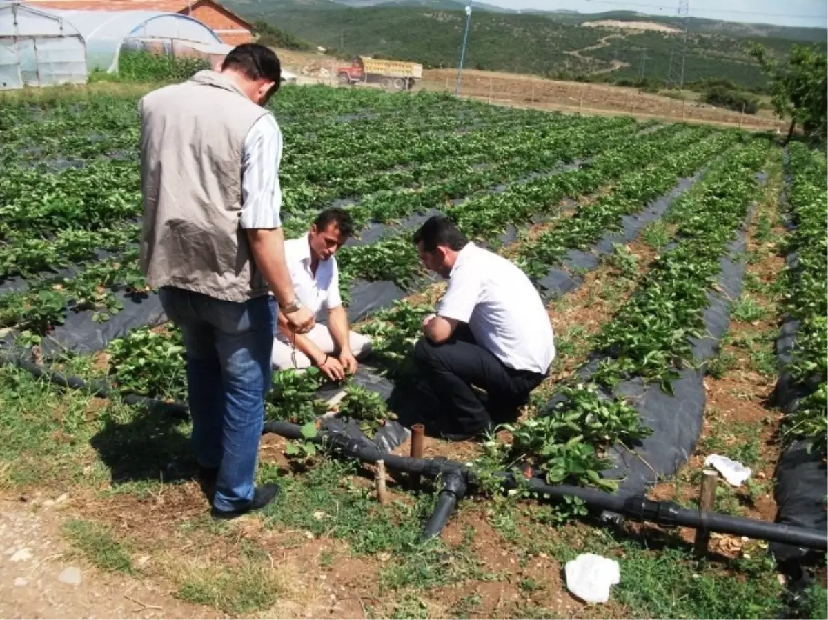 Büyükşehir\'den Bin Adet Hindi ve 75 Bin Çilek Dağıtımı