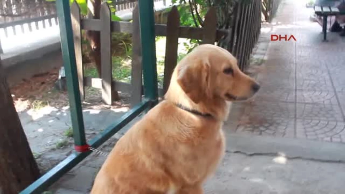 Şikayet Edilen Köpeği Barınağa Verdiler