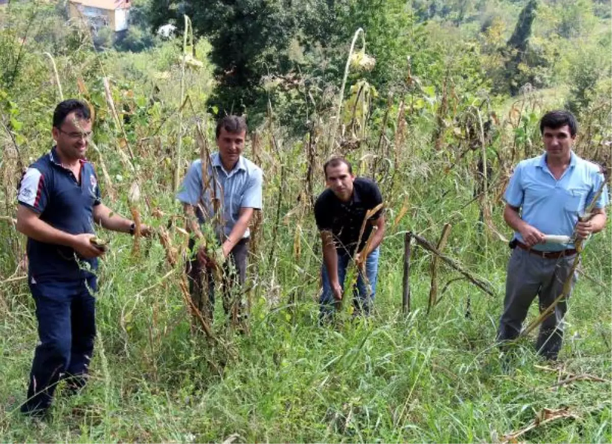 Madenden Kurtuldu, Tarlada Çalışıyor