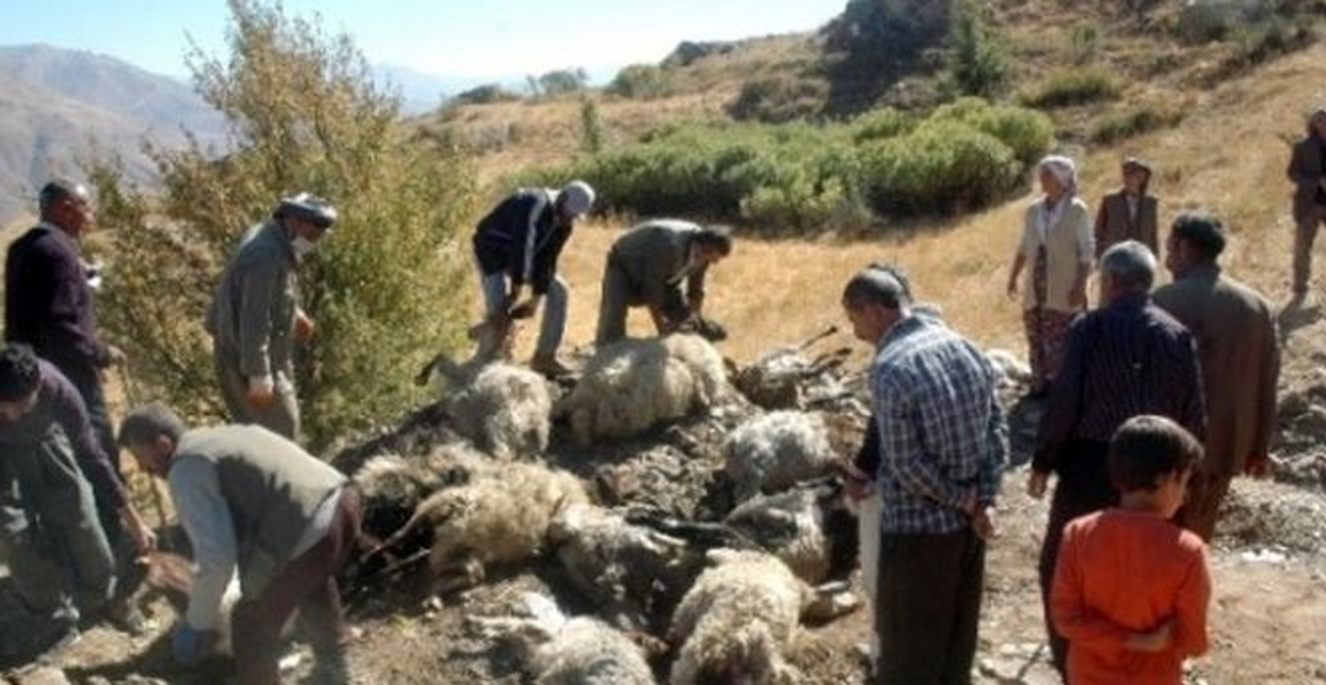 Hakkari\'de Kurtlar, Küçükbaş Hayvanları Öldürdü
