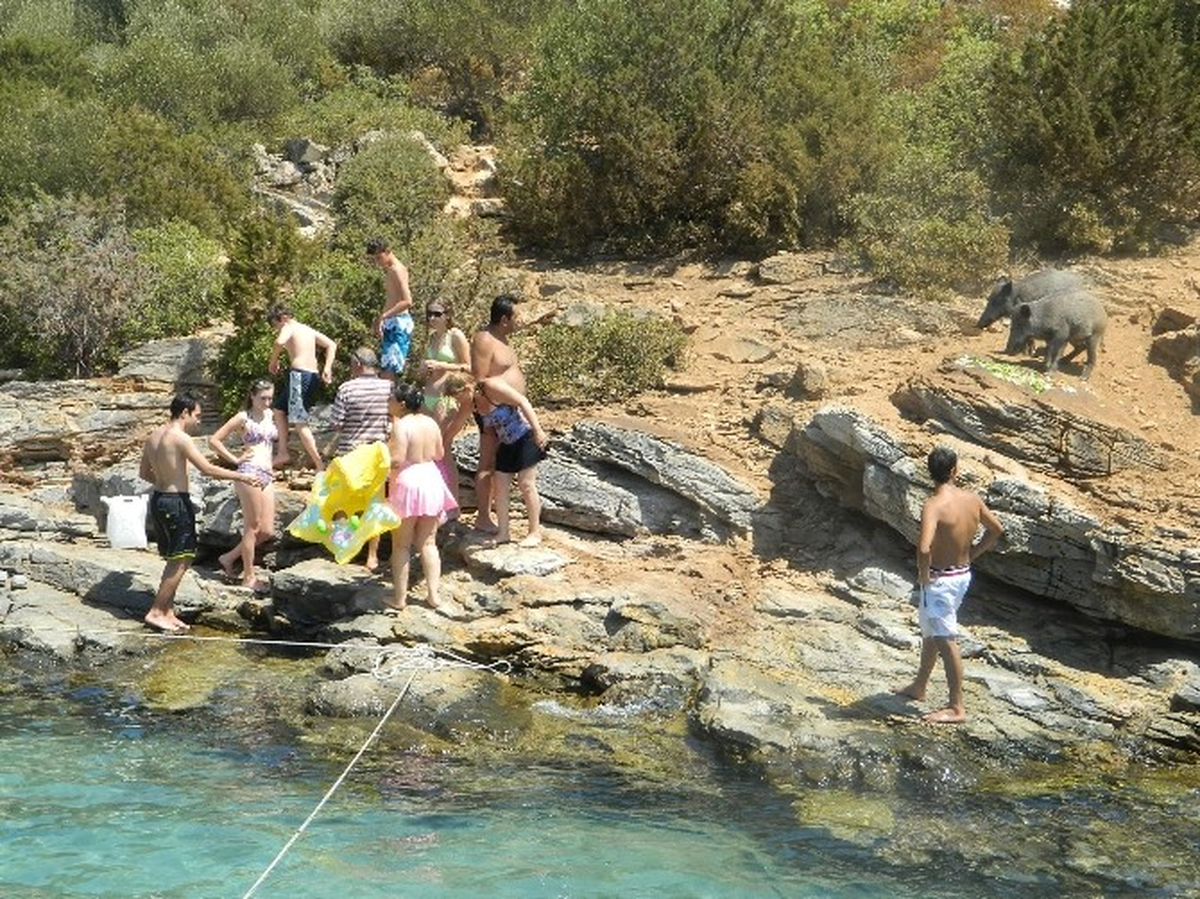Bodrum\'da Turistler Yaban Domuzlarını Elleriyle Besliyor