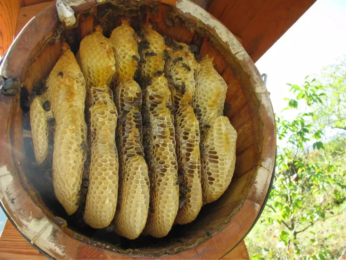 Tunceli\'de Bal Sağım Zamanı