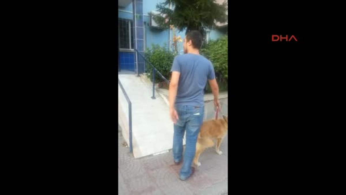 Barınakta Tutulan Köpek \'Tarçın\' Serbest