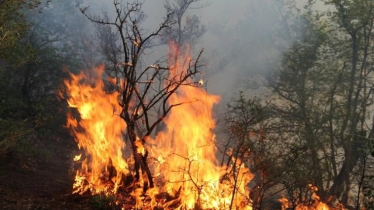 İzmir\'de Orman Yangını Devam Ediyor