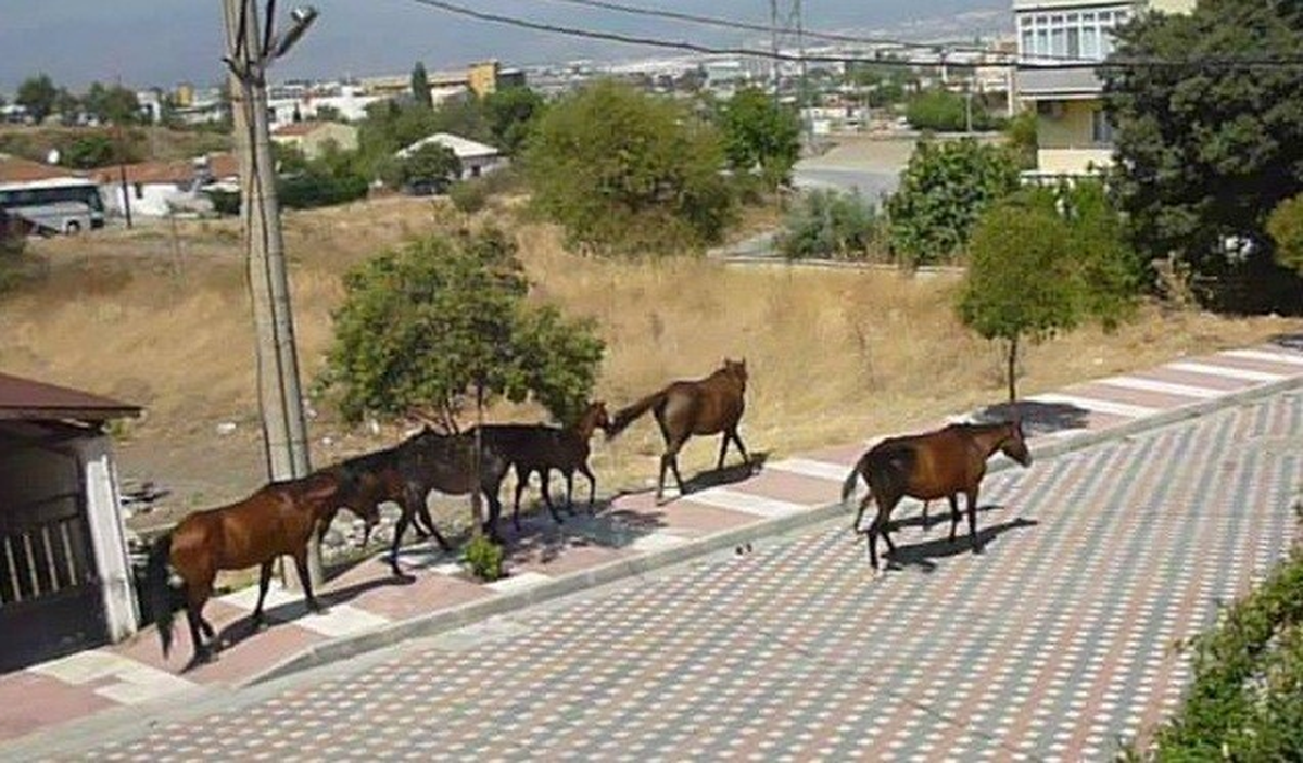 Sıcaklar Yılkı Atlarını Mahalleye İndirdi