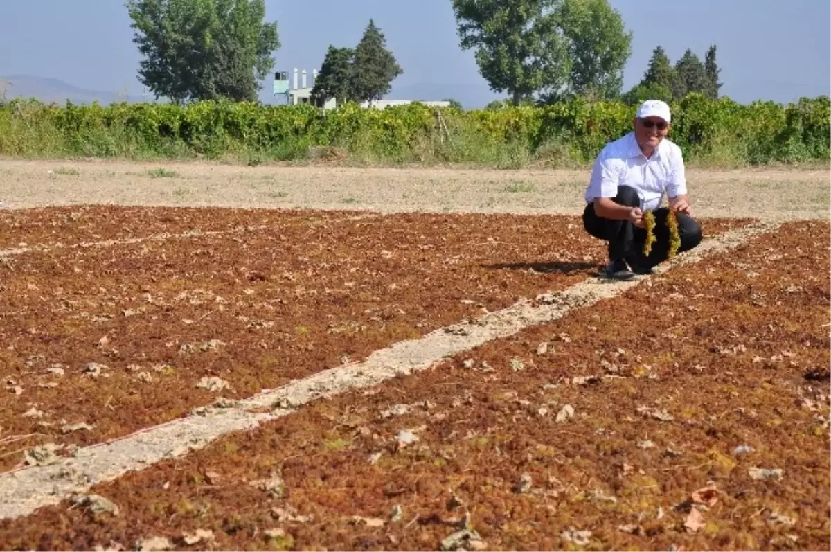 Sultaniye Üzümler Sergiye Çıktı