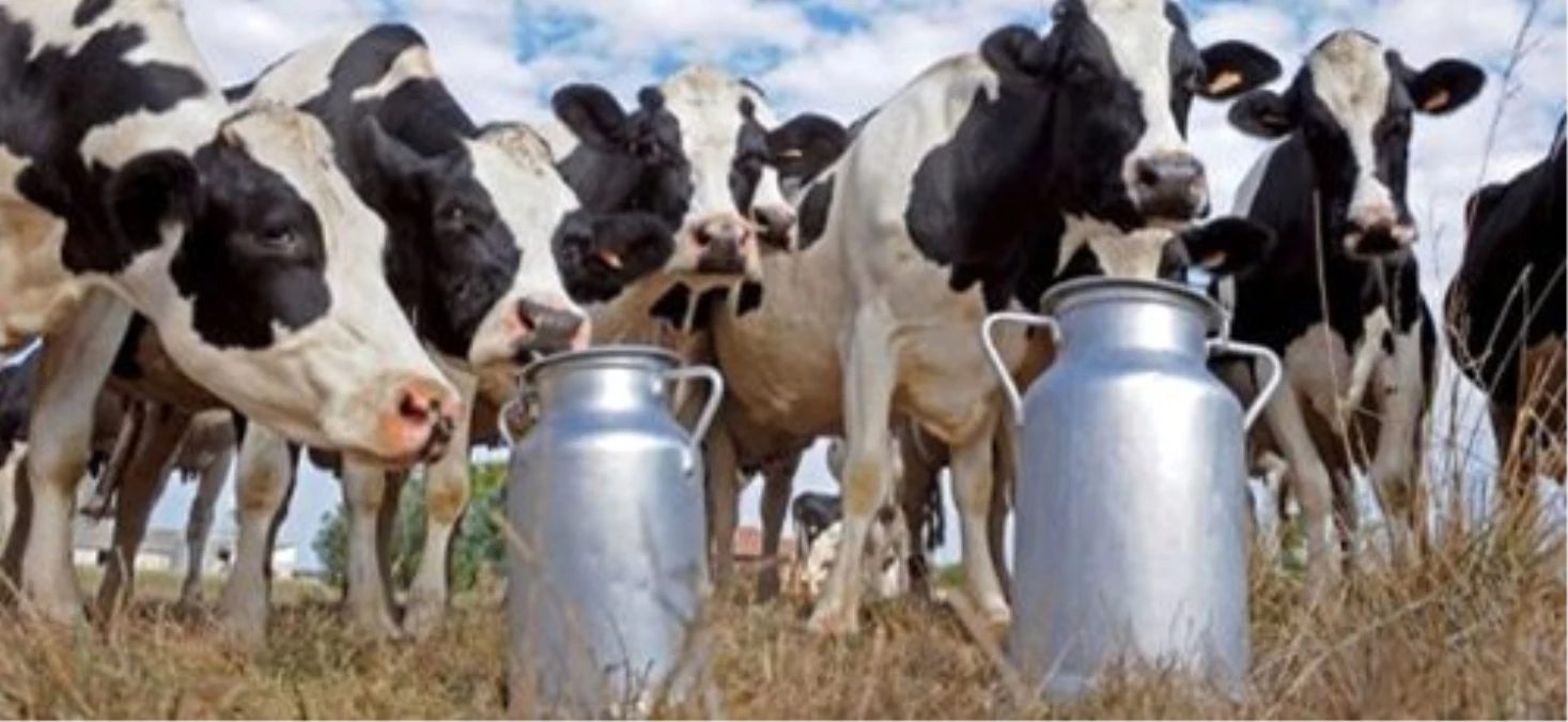 Süt Merkezlerine Süt Veren Üreticiler Daha Çok Destek Görüyor