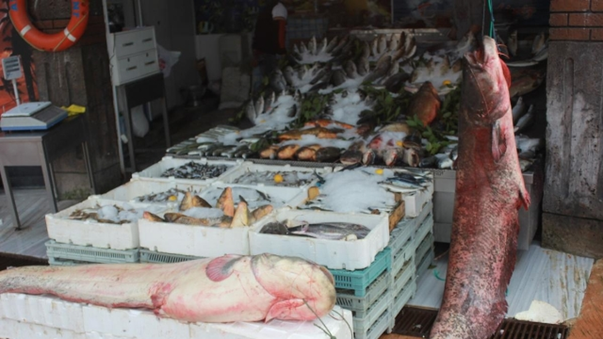 Oltasıyla 22 Kilogramlık Yayın Balığı Avladı