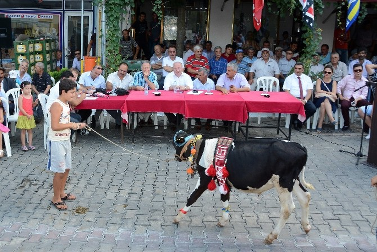 Buzağıların Poydum Sınavı