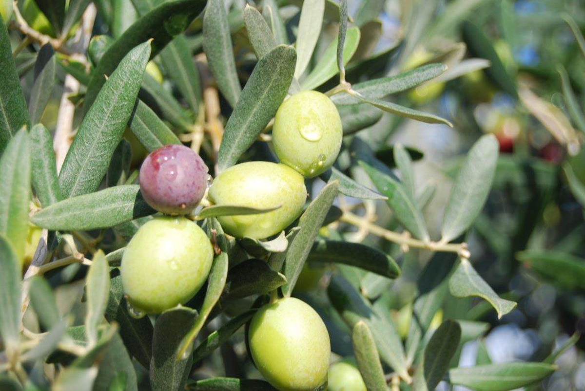 Marmara Adası\'nda "Organik Zeytin Adası" Oluyor