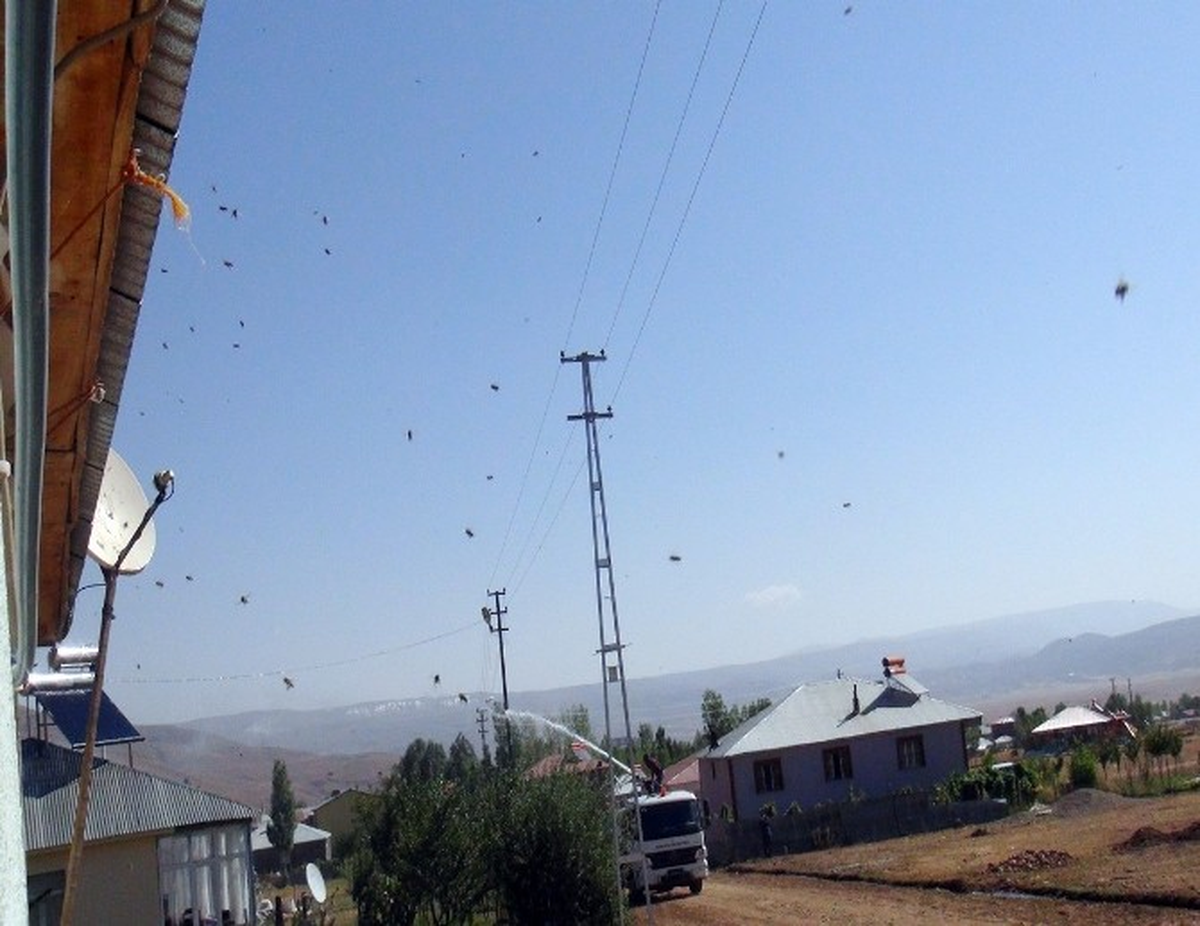 Karlıova\'da Bir Mahalleyi Arılar Bastı