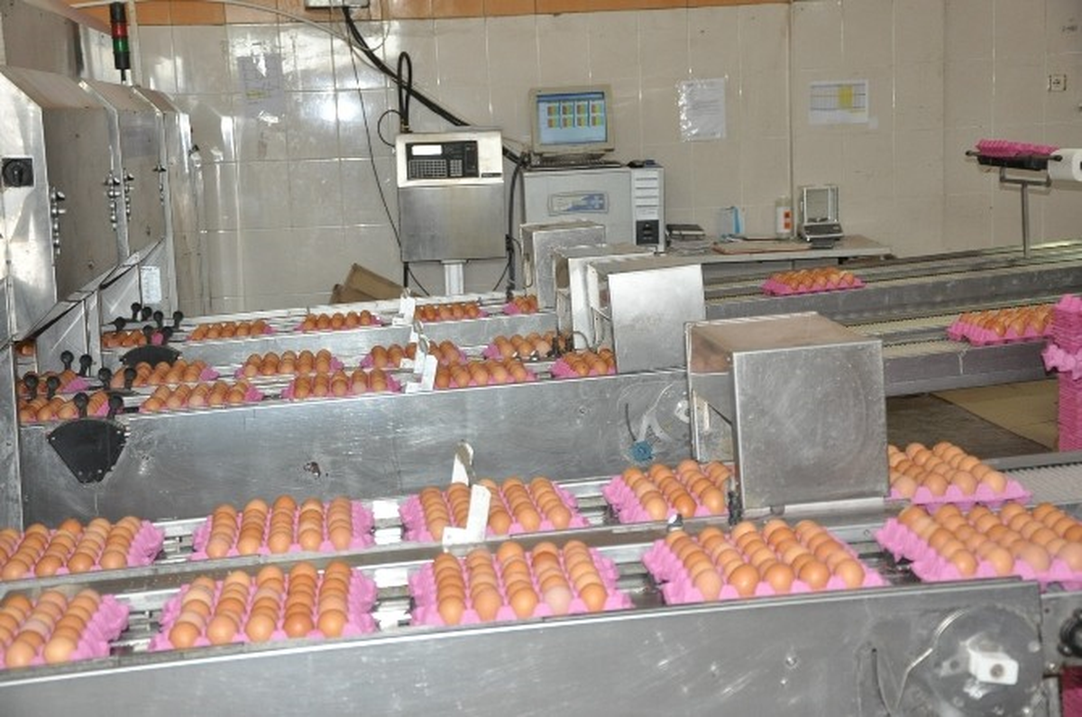 Sandıklı\'da Tavuk Çiftliklerinin Kötü Koku Yaydığı İddiası
