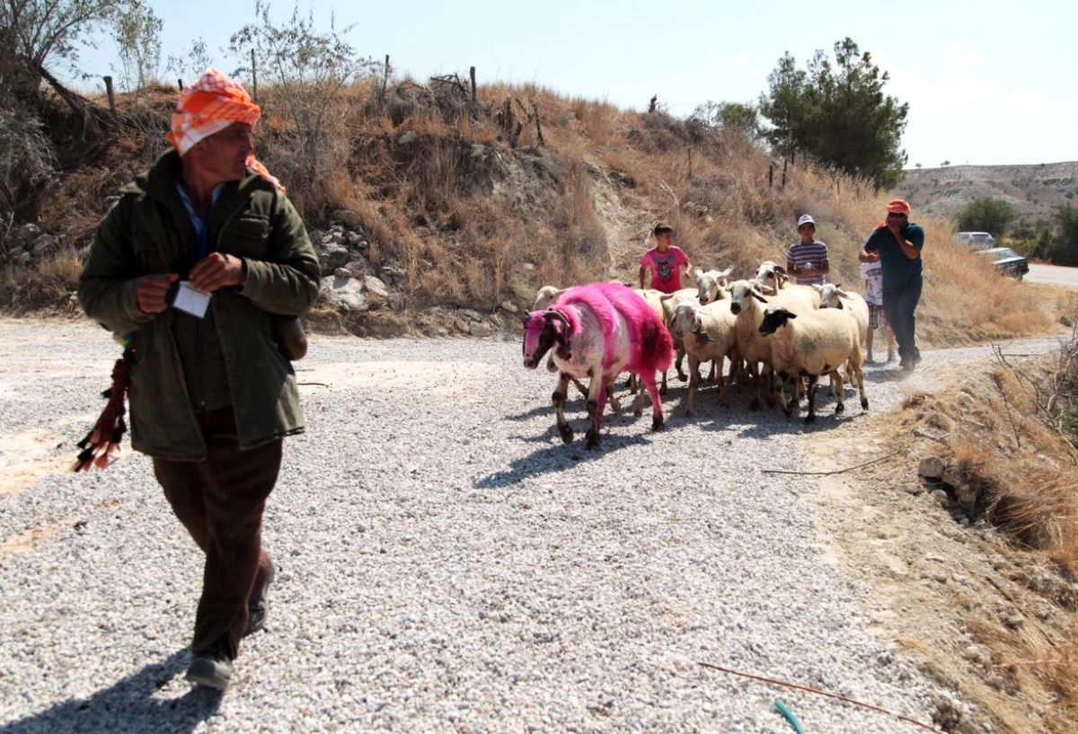 Sudan Koyun Geçirme' Yarışması