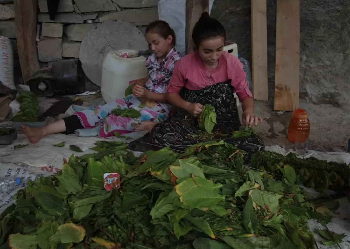 Tütün Yeniden Bafralı Üreticinin Umudu Oldu