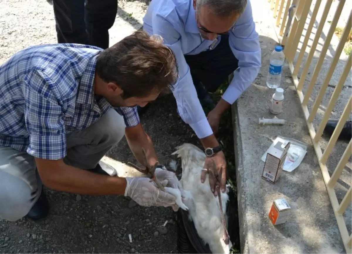 Yaralı Leylek Tedavi Altına Alındı