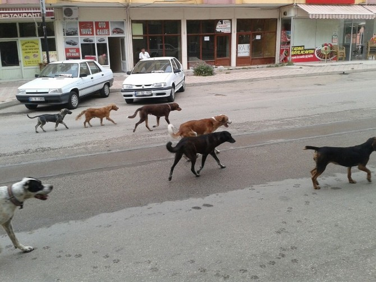 Adana\'da Başıboş Köpekler Sokaklarda Korku Saçıyor