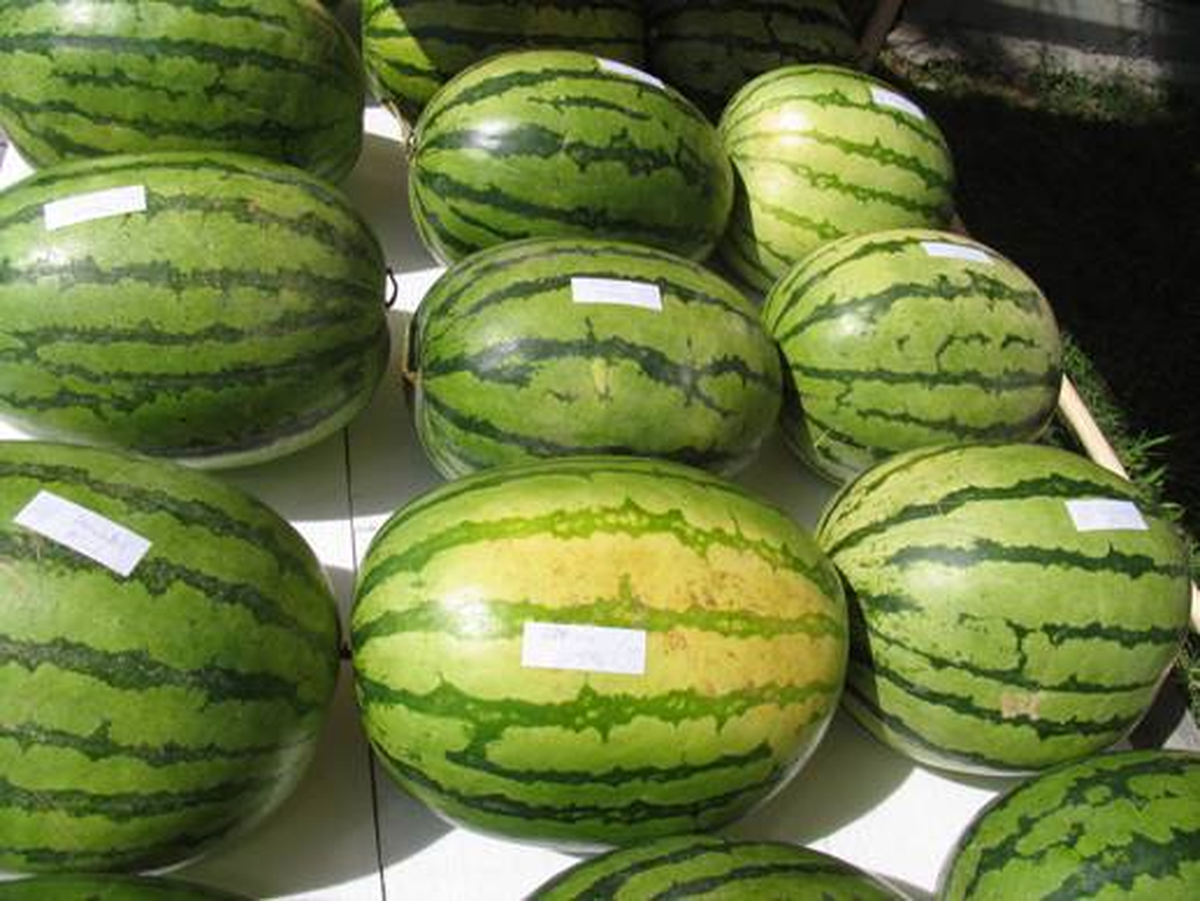 Bin 200 Rakımda Organik Karpuz Üretti