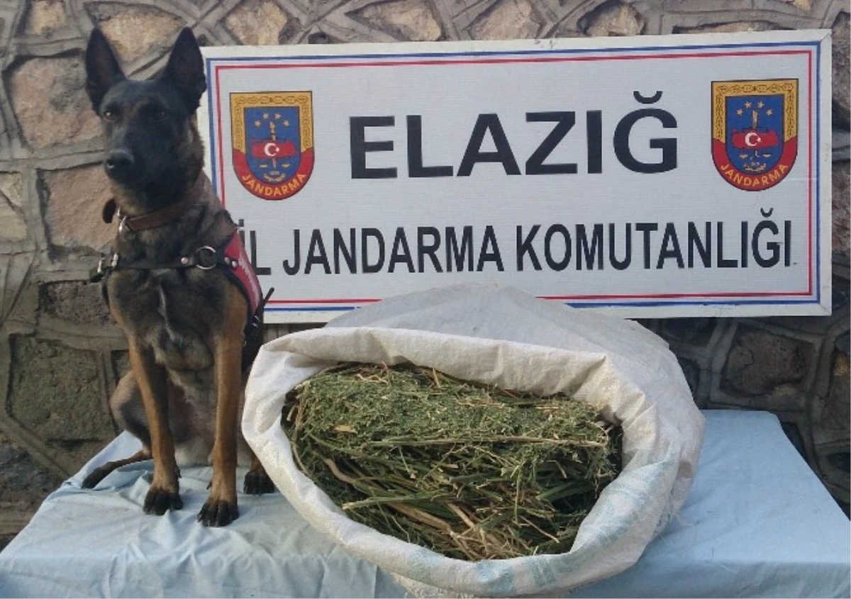 Elazığ\'da Jandarma 10 Kilogram Esrar Ele Geçirdi